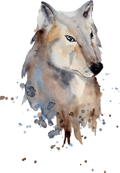 Grey Wolf Watercolor